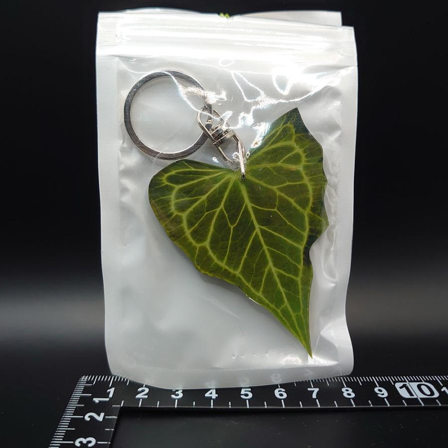 アンスリウム デルタフォース Anthurium 'Delta Force' 【アロイド