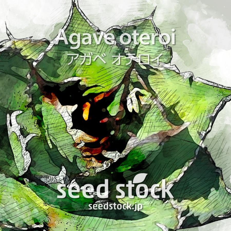 アガベの種子 オテロイ Agave oteroi : SEEDSTOCK ヤフーショップ