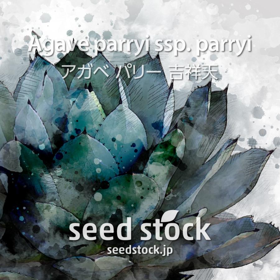 アガベの種子 パリー吉祥天 Agave parryi ssp. : SEEDSTOCK ヤフー