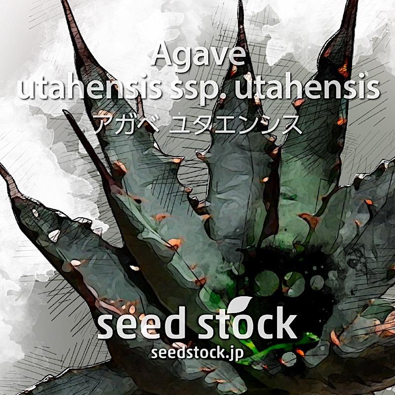アガベの種子 ユタエンシス Agave utahensis ssp. : SEEDSTOCK ヤフー