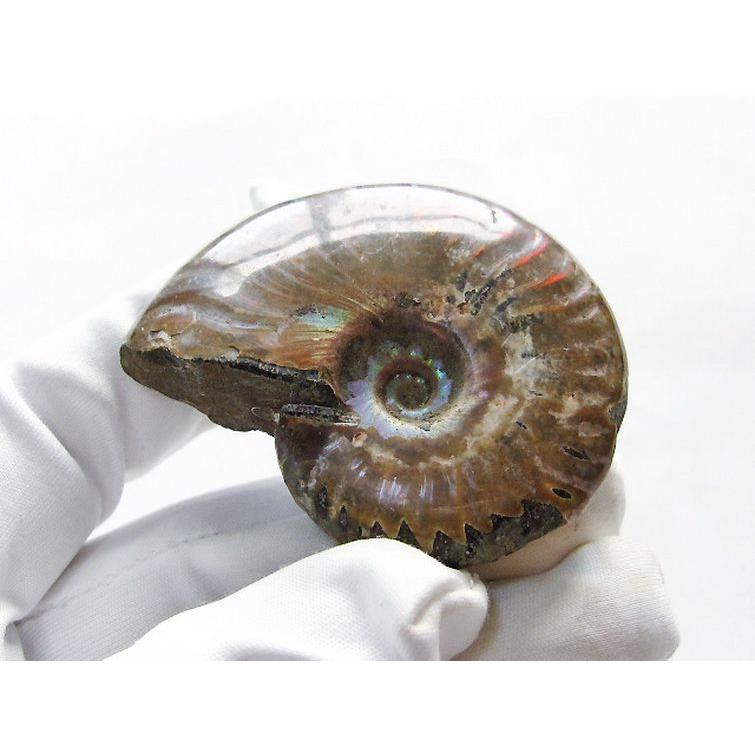 虹入り アンモナイト 化石 t570-4954 : 誠安天然石専門店 - 通販