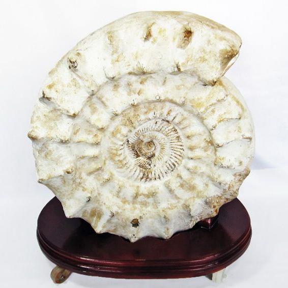 66.1Kg アンモナイト 化石 同梱不可 特大品 t726-1004 : 誠安天然石