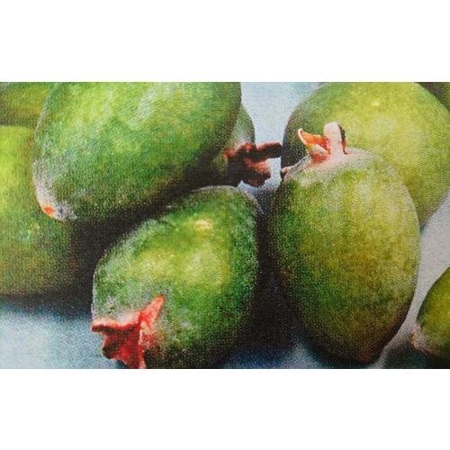 フェイジョア リサ（R）アントワネット 4号ポット 挿し木苗 苗木