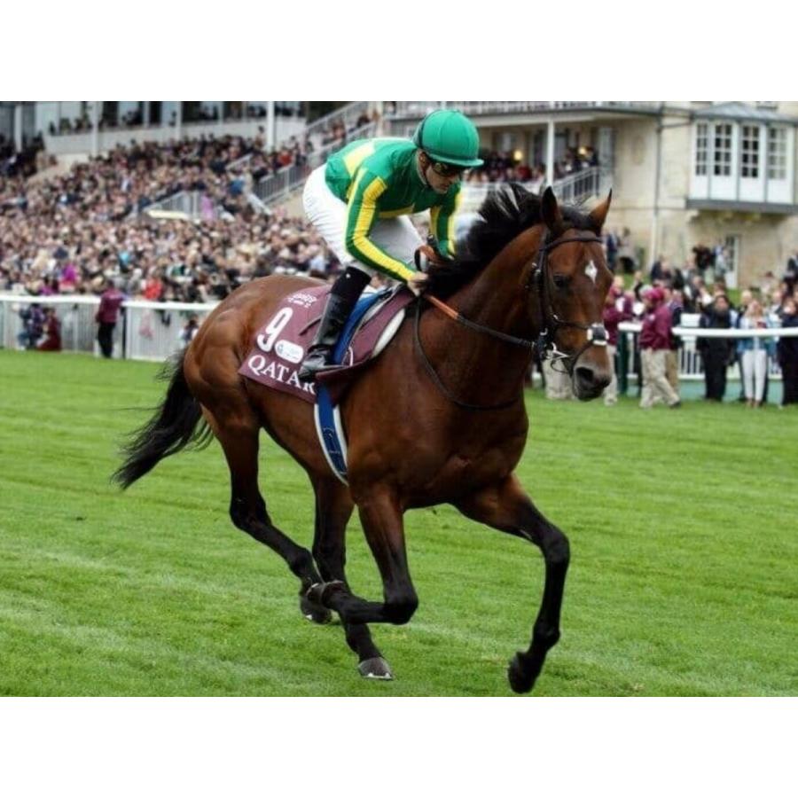 サトノダイヤモンド ぬいぐるみ Mサイズ 競馬 アイドルホース 第61回