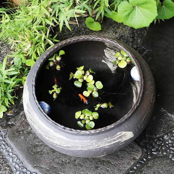 信楽焼 睡蓮鉢 メダカ鉢 おしゃれ めだか鉢 陶器 水鉢 ビオトープ