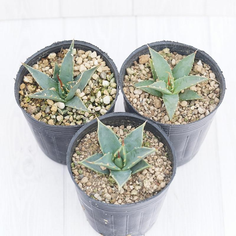 アガベ・ユタエンシス「エボリスピナ」 2号ロングポットx3株セット