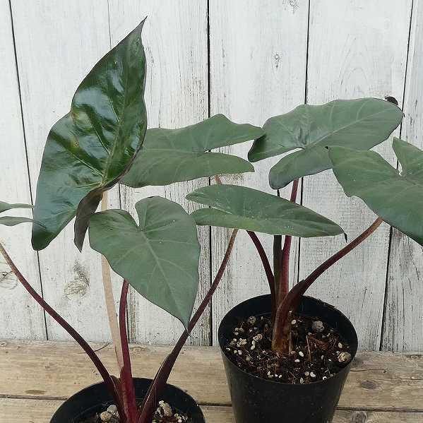 観葉植物 アロカシア ユカタンプリンセス 4号鉢 グリーン 室内用 レア