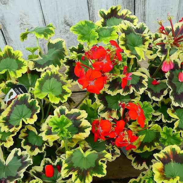 ゼラニウム ファンシーリーフ ミセスポロック 4.5号 斑入り カラー