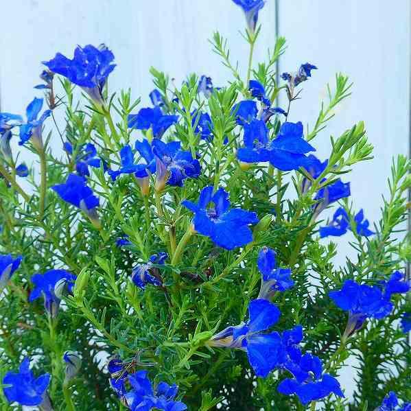 初恋草 苗 ブルーハイランド 3号 青花 レシュノルティア 鉢花