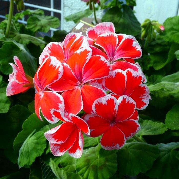 ゼラニウム 苗 ミスターレン 3.5号 ゼラニューム 赤 覆輪 赤白 レア