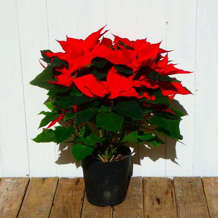 ポインセチア 5号鉢 プリメーロ クリスマス 赤 冬の鉢花 室内用鉢花