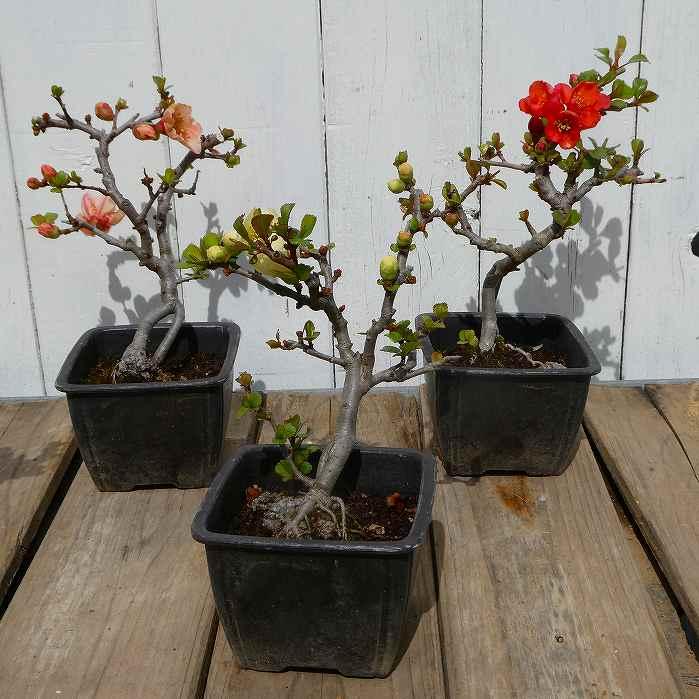 ボケ 盆栽(朱色 、八重咲) ぼけ 盆栽 (朱色、八重咲)