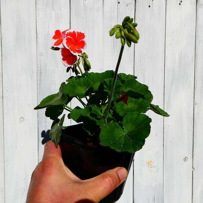 ゼラニウム 苗 ミスターレン 3.5号 ゼラニューム 赤 覆輪 赤白 レア