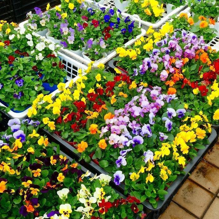 ビオラ 苗 ブルー〜パープル〜ピンク系 青花 紫花 ピンク花 品種お任せ