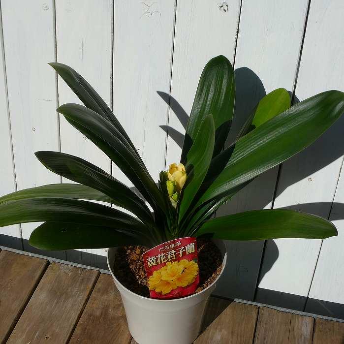 君子蘭 苗 黄花君子蘭 5号鉢 クンシラン 260203 : お花処 昌山園