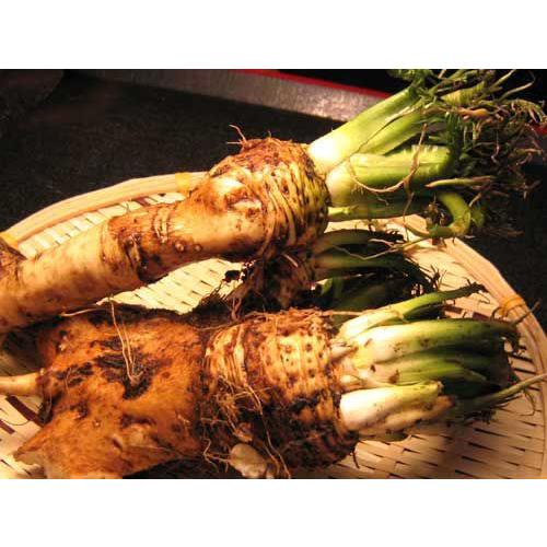 山わさび（生 80g）×3個 北海道産 ヤマワサビ (西洋ワサビ) : 旬をお