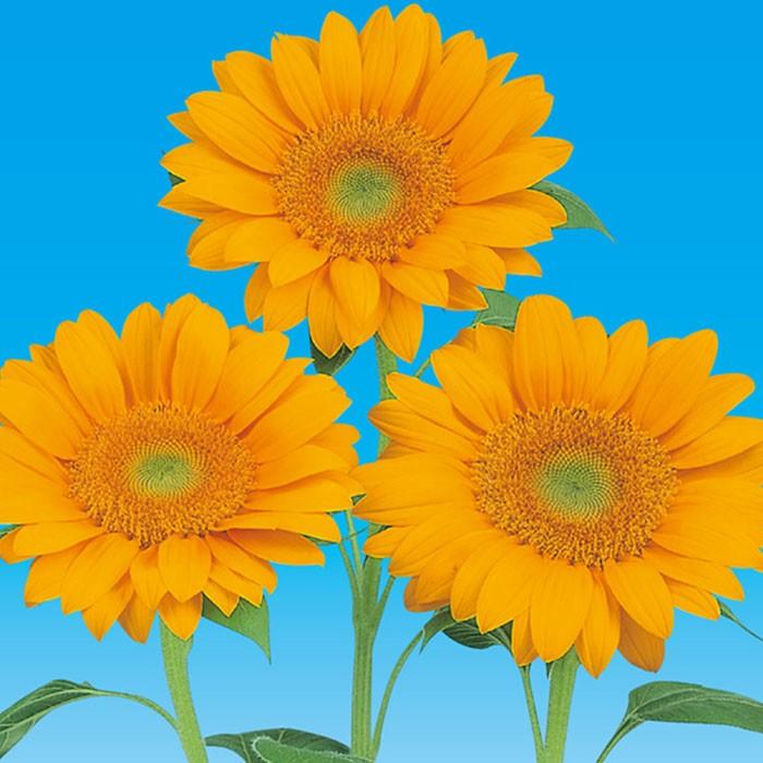 花の種 実咲花5627 ひまわりビンセントクリアオレンジ : STYLE1187