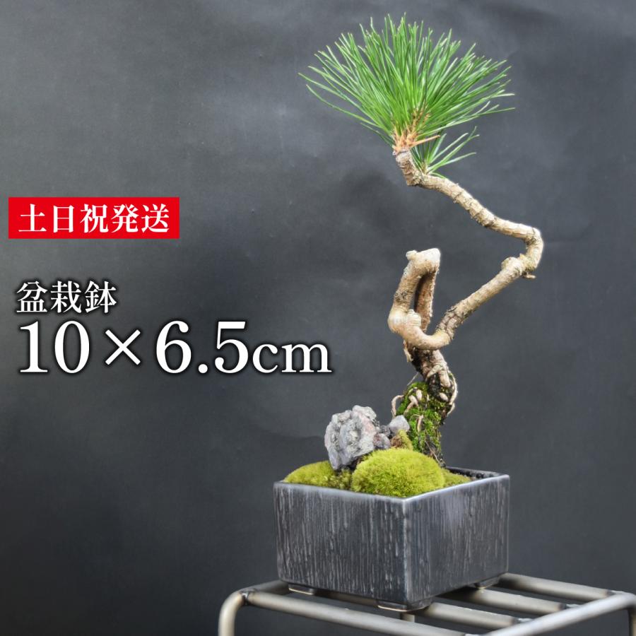 最短当日発送】 盆栽鉢 3.5号 植木鉢 和風 角鉢 磁器 陶器 陶磁器
