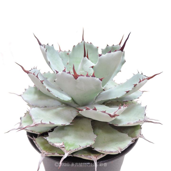 アガベ 吉祥冠 : 多肉植物のお店 彩香 Yahoo!店 - 通販 - Yahoo