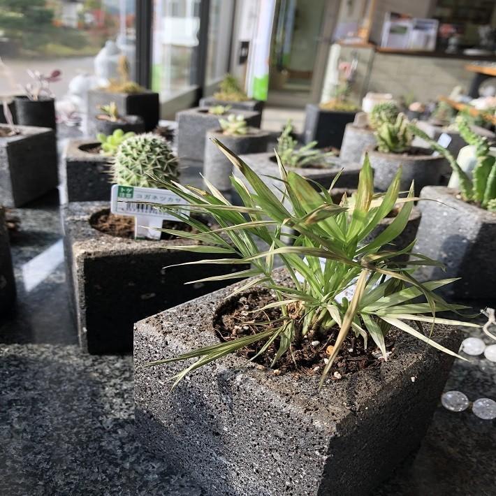 植木鉢 おしゃれ 国産 大谷石 溶岩石 フラワーポット(角) サボテン 鉢