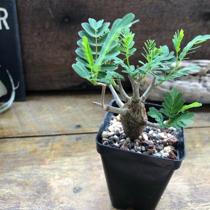 センナ メリディオナリス Senna meridionalis コーデックス 塊根植物