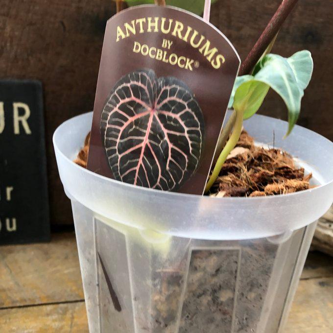 アンスリウム ミシェル Anthurium Michelle by Docblock アンスリウム