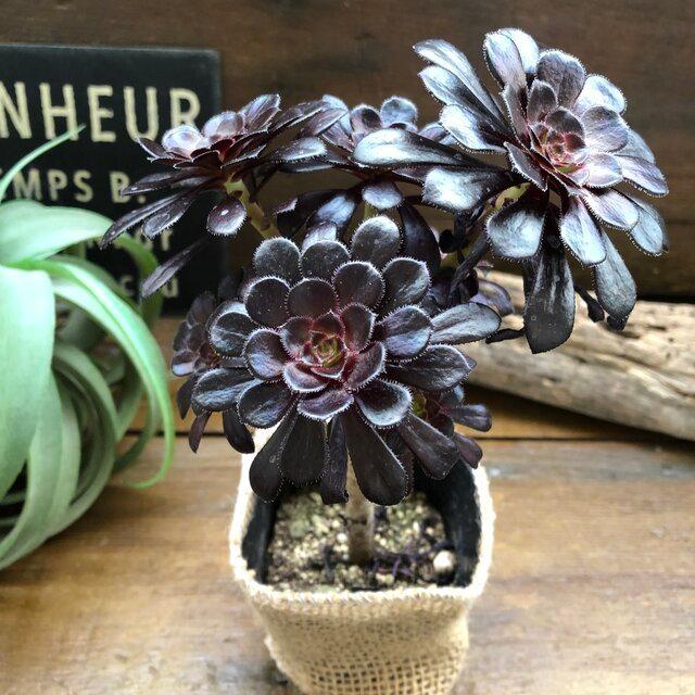 大人気 黒法師 アエオニウム 多肉植物 おしゃれ : パリジェンヌ - 通販