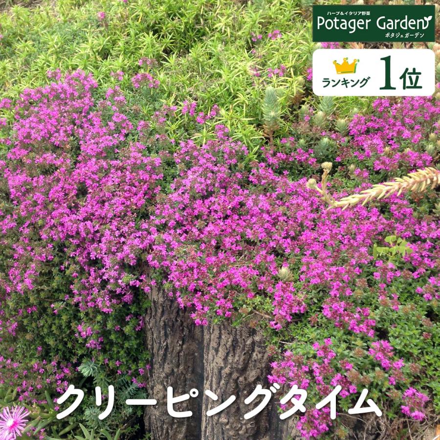 ハーブ 苗 クリーピングタイム（種類 栽培 ハーブティー グランド