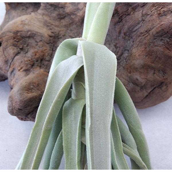 チランジア ドーラティ 15〜20cm前後 エアプランツ エアープランツ