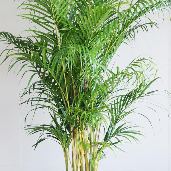 アレカヤシ 観葉植物 10号 大型 ヤシの木 おしゃれ 鉢植え 本物 大きい
