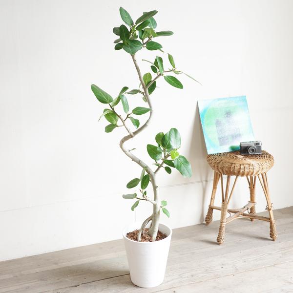 フィカス ベンガレンシス 大きめ ベンガルゴムの木 観葉植物 ホワイト