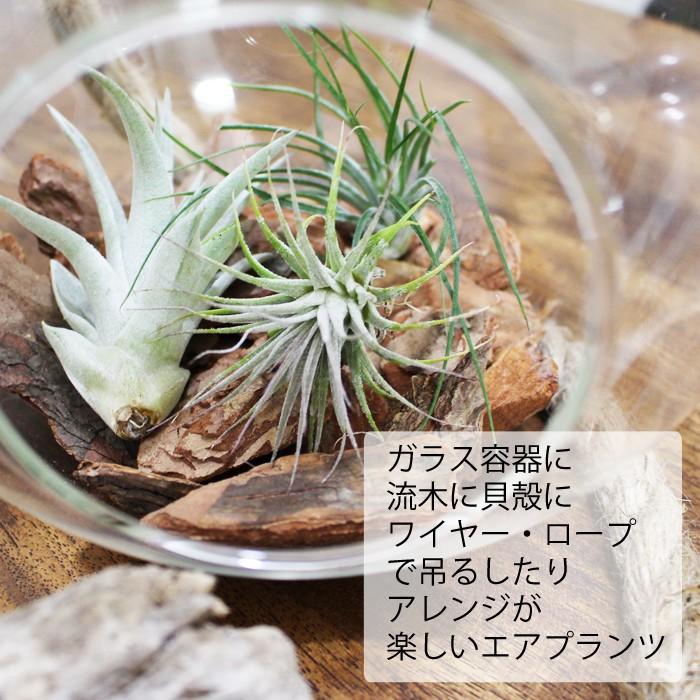 話題のエア?プランツ エアプランツ チランジア おまかせ3種類セット