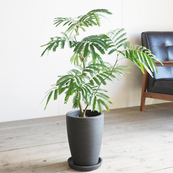 エバーフレッシュ ブラックテラコッタポット植え 観葉植物 送料無料