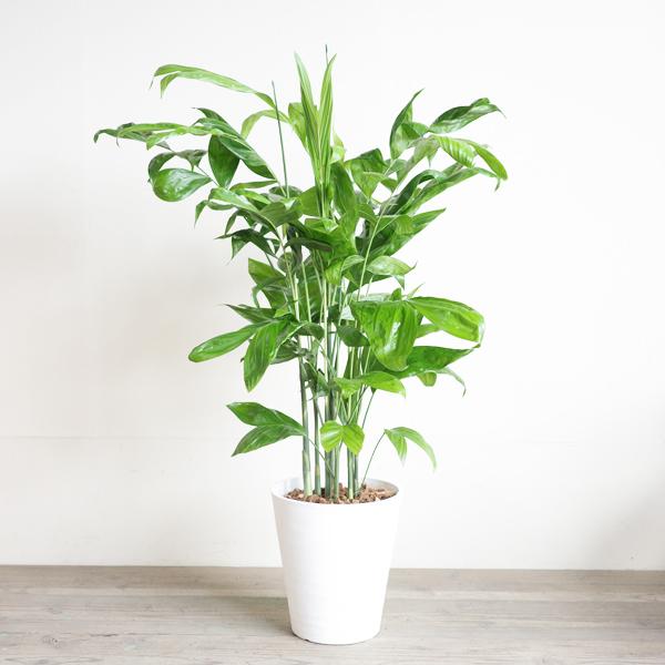 高性チャメドレア ヤシの木 観葉植物 ホワイトセラアート鉢 送料無料