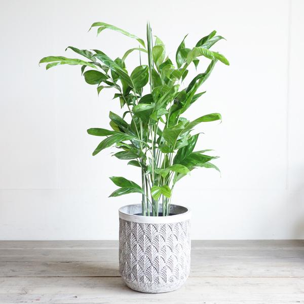 高性チャメドレア ファイバーセメント鉢カバー付 シルバーグレー 観葉