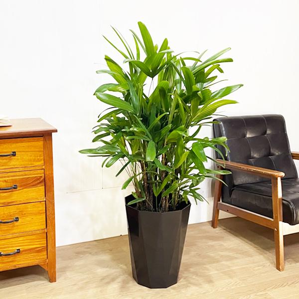 カンノンチク 観音竹 スタイリッシュな黒色鉢カバー付 観葉植物 送料