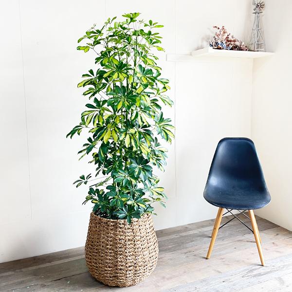 シェフレラ ホンコンカポック 斑入り 観葉植物 10号 大型 手編み