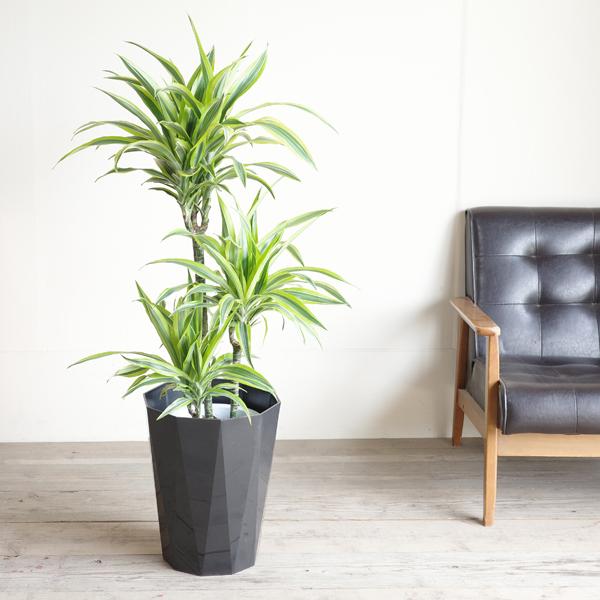 ドラセナ ワーネッキー レモンライム 8号 スタイリッシュな黒色鉢