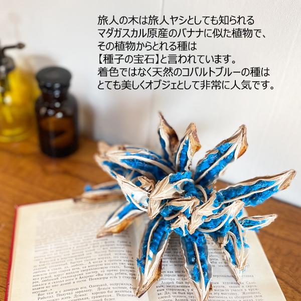 旅人の木の実 種 タビビトノキ 大型 希少 レア植物 オブジェ 飾り 装飾