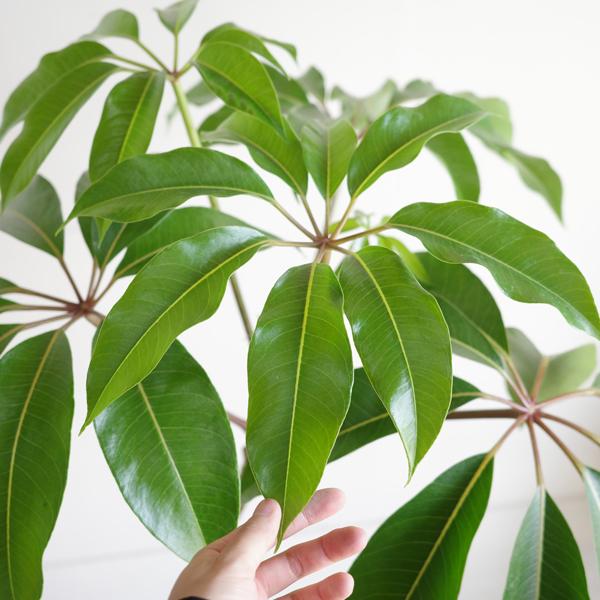 ツピタンサス シェフレラ 観葉植物 ツピダンサス ピュックレリ