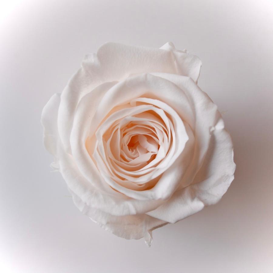 プリザーブドフラワー 花材 資材】 ローズ・サラ・ホワイトシャンパン