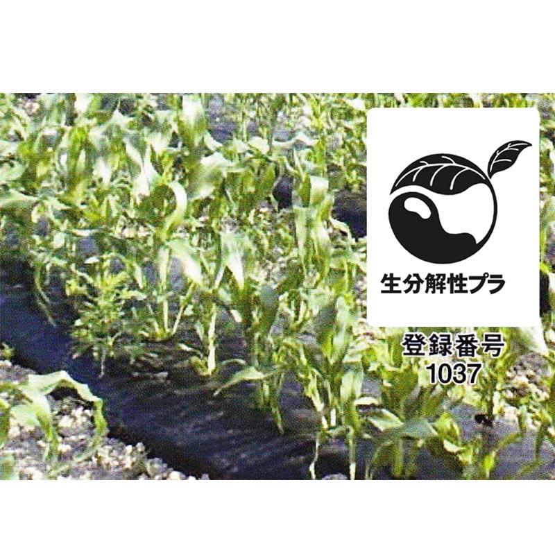 2本 生分解性マルチフィルム カエルーチ 黒 無孔 0.018mm×110cm×400m