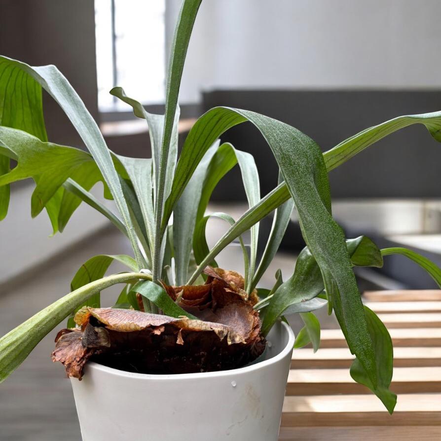 大型 コウモリラン ビカクシダ ビフルカツム 7号 : PLANQUOR - 通販