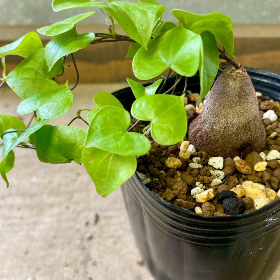 塊根植物 亀甲竜（ディオスコレア・エレファンティペス） : plantlife