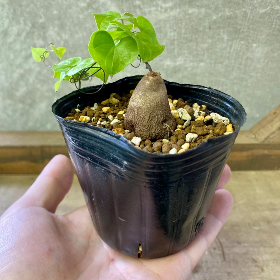 塊根植物 亀甲竜（ディオスコレア・エレファンティペス） : plantlife