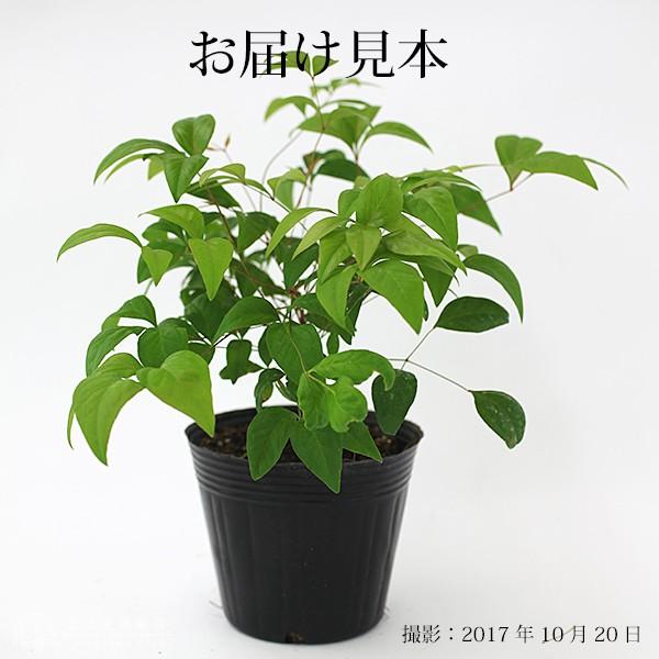 オタフクナンテン 10個セット おたふく南天 お多福南天 12cmポット苗