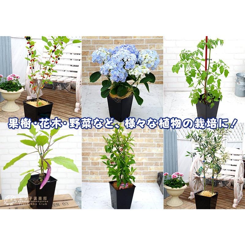 のびのび育つ 『 スリット鉢 スクエア 』 6号角型 : 花と緑の専門店 土