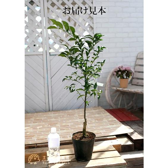 珍種 『 橘 （たちばな） 』 柑橘 接ぎ木 15cmポット苗 : 花と緑の専門
