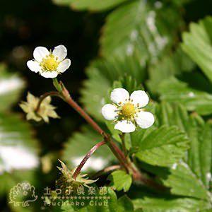 ワイルドストロベリー 2個セット 9cmポット苗 : 花と緑の専門店 土っ子
