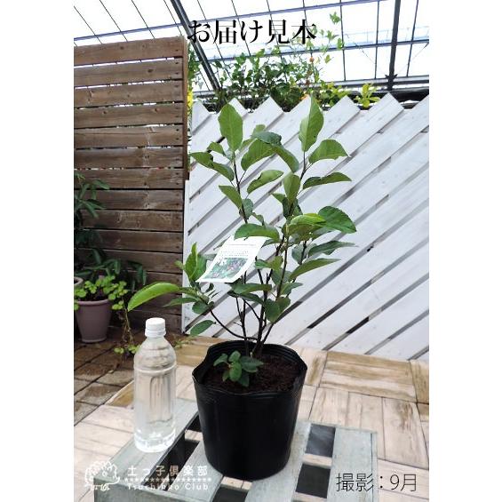 珍種 矮性ジューンベリー 『リージェント』 18cmポット苗 : 花と緑の